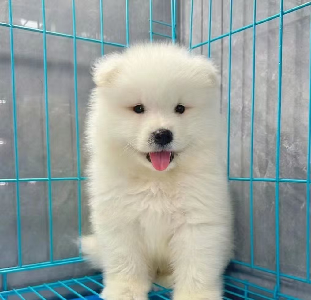 微笑天使萨摩耶